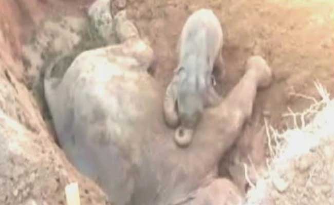 Elephant Calf Refuses To Leave Mother Who Died Trying To Save Him