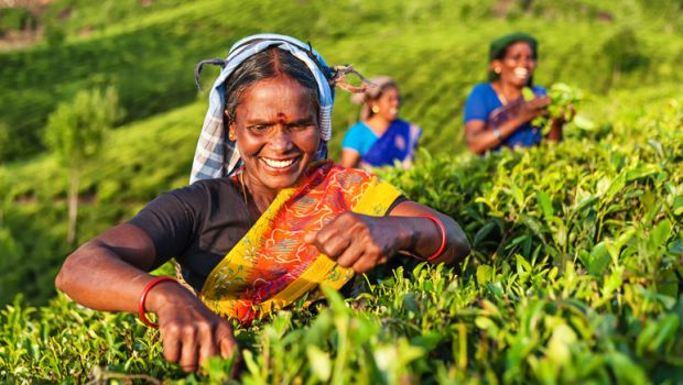 Farmers Take to Profitable Medicinal Farming