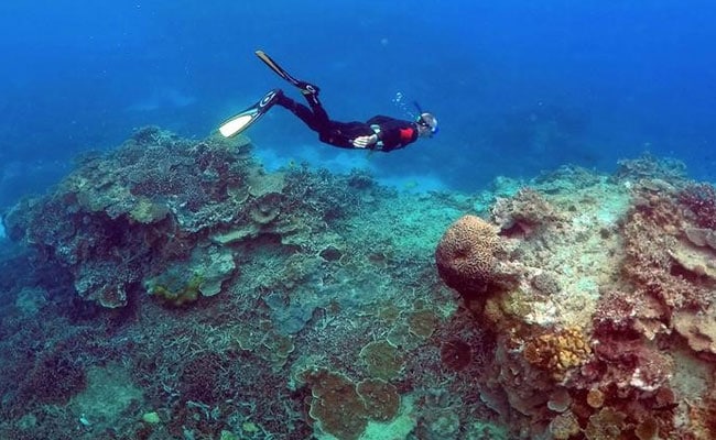 Scientists Record Biggest Ever Coral Die-Off On Australia's Great Barrier Reef
