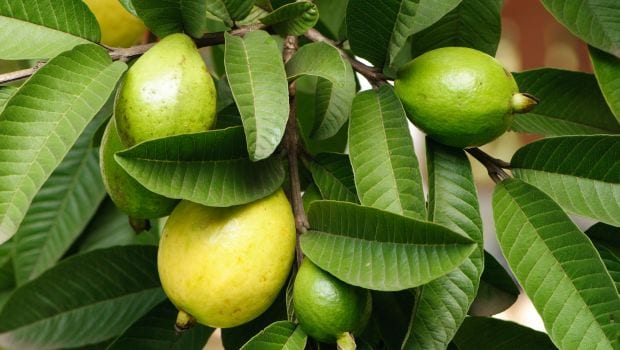 Image result for guava leaves