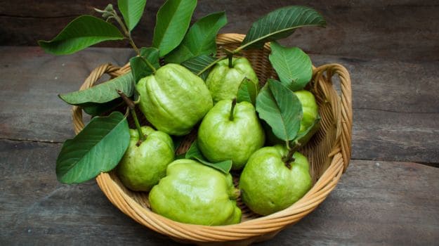 Guava leaves