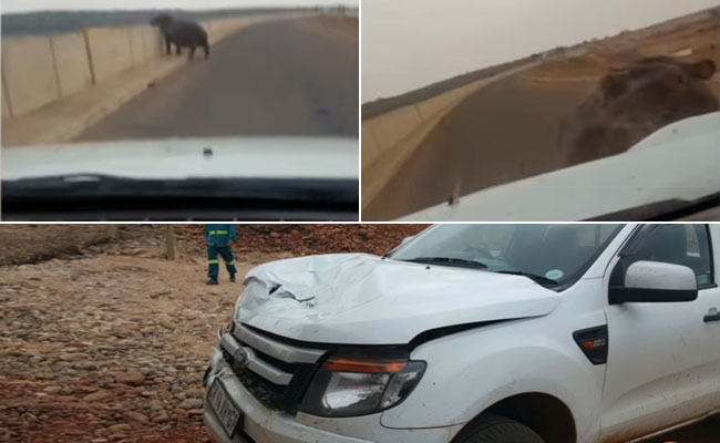 Terrifying Moment Hippopotamus Rams Into Car With Man In Driver's Seat