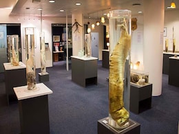 Iceland Breaks Taboo With World's Largest Penis Museum Iceland Breaks Taboo With World's Largest Penis Museum