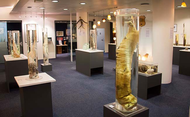 Iceland Breaks Taboo With World's Largest Penis Museum