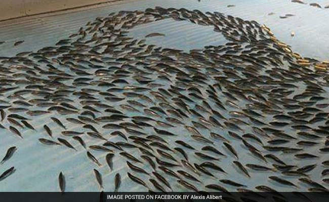 5,000 Dead Fish In Ice At Japan Skating Rink Sparks Uproar