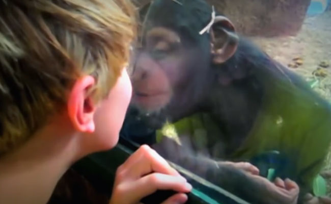 Trending: Video Compilation Shows Hilarious Moments Of Kids At The Zoo