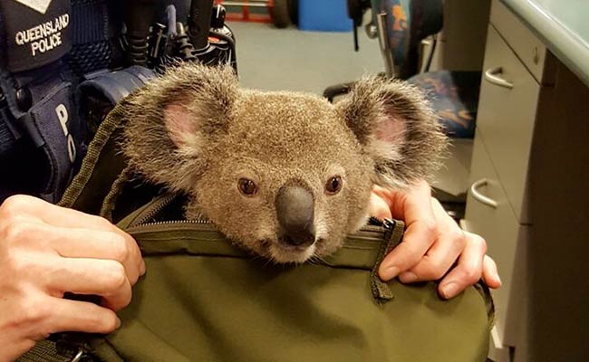 Australian Police Find Baby Koala In Woman's Bag
