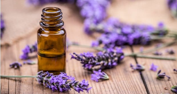 lavendar oil migraine