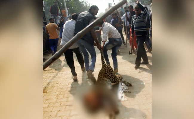 Leopard Allegedly Beaten To Death By Mob In Gurugram