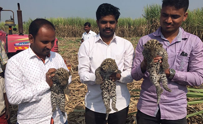 पुणे के पास गन्ने के खेत में तेंदुए के 3 छोटे छोटे बच्चे मिले
