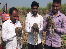 पुणे के पास गन्ने के खेत में तेंदुए के 3 छोटे छोटे बच्चे मिले पुणे के पास गन्ने के खेत में तेंदुए के 3 छोटे छोटे बच्चे मिले