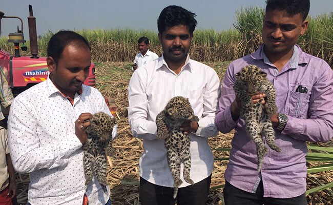 पुणे के पास गन्ने के खेत में तेंदुए के 3 छोटे छोटे बच्चे मिले पुणे के पास गन्ने के खेत में तेंदुए के 3 छोटे छोटे बच्चे मिले