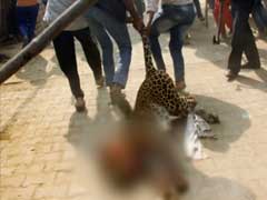 Leopard Allegedly Beaten To Death By Mob In Gurugram