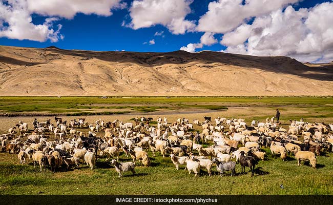 California Targets Dairy Cows To Combat Global Warming