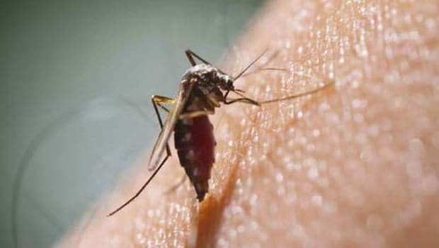 Exercise and Healthy Diet May Reduce Effects of Malaria