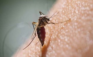 Exposure to Light May Help Prevent Malaria Mosquitoes to Bite at Night