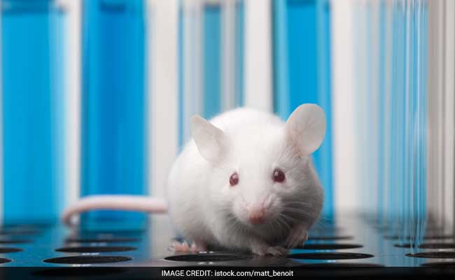 Enzyme Link To Memory Loss In Mice Could Lead To Alzheimer's Breakthrough