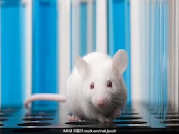 Enzyme Link To Memory Loss In Mice Could Lead To Alzheimer's Breakthrough Enzyme Link To Memory Loss In Mice Could Lead To Alzheimer's Breakthrough