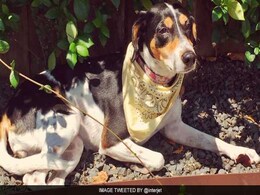 Mexican Airline Loses Dog, Launches FindMika Campaign Mexican Airline Loses Dog, Launches FindMika Campaign