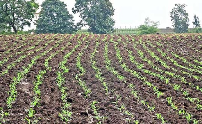 अनाज हो या दूध उत्पादन, कृषि क्षेत्र में भारत का लोहा मानती है पूरी दुनिया