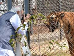 PM Modi's Close Encounter At Jungle Safari In Chhattisgarh