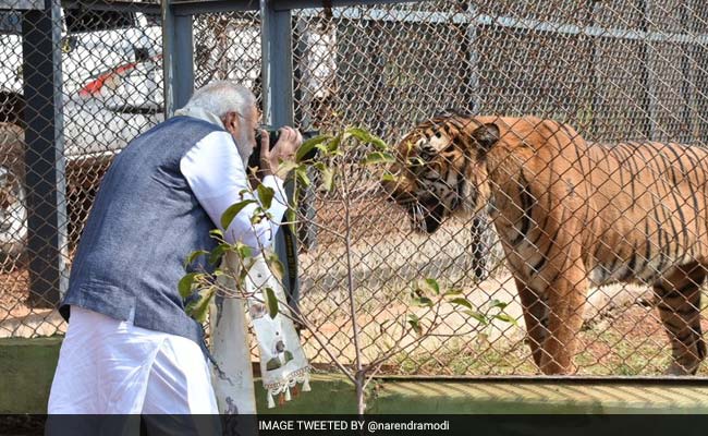 PM Modi's Close Encounter At Jungle Safari In Chhattisgarh