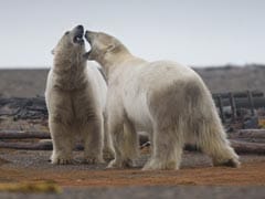 Polar Bear Numbers To Plunge A Third As Sea Ice Melts: Study
