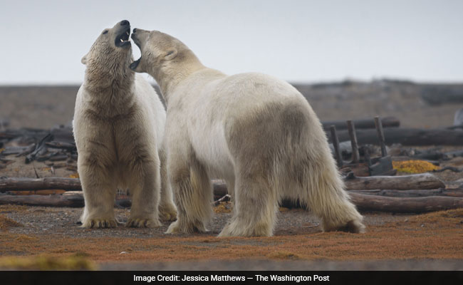 Nose-To-Nose With A Polar Bear? In Alaska, That's Just A Normal Day.