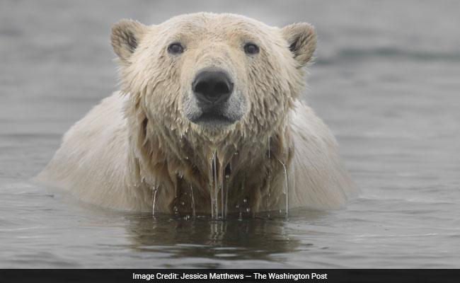 Polar Bear Numbers To Plunge A Third As Sea Ice Melts: Study