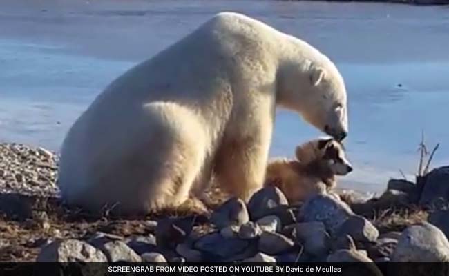 First A Polar Bear Petted A Dog. Then A Polar Bear Did What Polar Bears ...