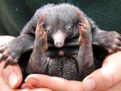 Puggles Snuggle Down In Sydney After Rare Echidna Zoo Births