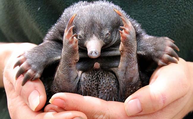 Puggles Snuggle Down In Sydney After Rare Echidna Zoo Births