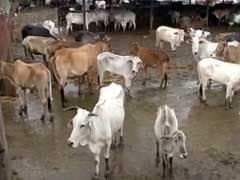 Now BJP's Coalition Partner MGP Wants Ban On Cow Slaughter In Goa