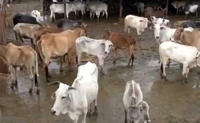 Rajasthan Says It Needs Rs 500 Crore To Save Cows. Plans Special Tax.