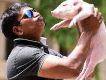 Ravi Babu Joins Bank Queue With His <i>Adhugo</i> Co-Star, A Piglet