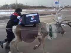 '30 Minutes Or Free'. Reindeer Being Trained To Deliver Pizza In Japan