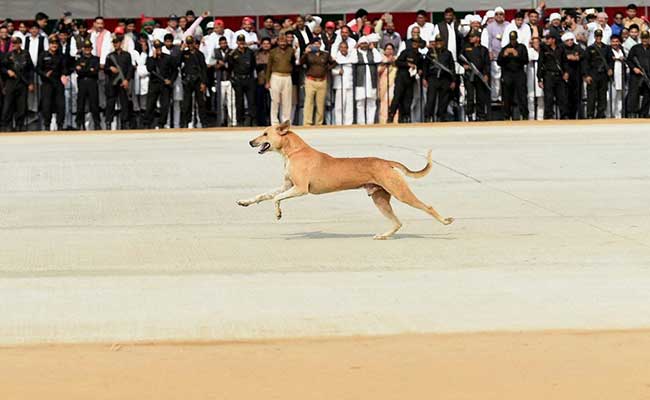 Stray Dog Problem During Jet Landing On New Agra-Lucknow Expressway