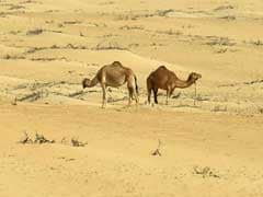 Arid Saudi Arabia Could Need '$50 Billion' In Water Investment