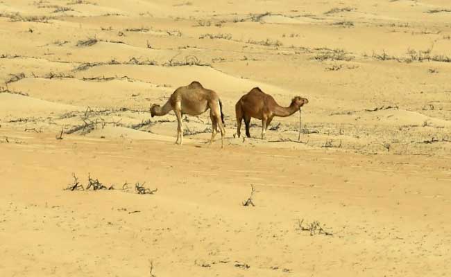 Arid Saudi Arabia Could Need '$50 Billion' In Water Investment