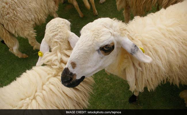 15 Sheep Enrolled In France School In Bid To Save It