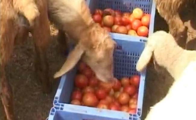 When Cash Crunch Led To A Tomato Feast For Sheep In Karnataka