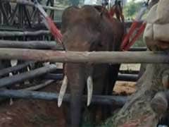 Army Helps Sidda The Elephant Stand Again