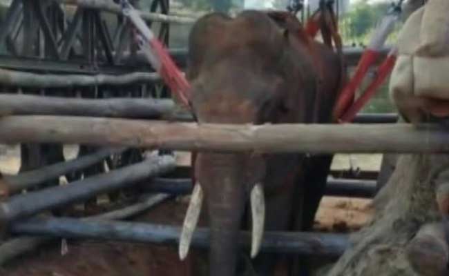 Army Helps Sidda The Elephant Stand Again