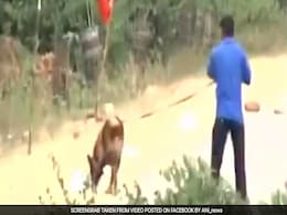 Injured Sniffer Dog To Be Sent To Chennai For Treatment Injured Sniffer Dog To Be Sent To Chennai For Treatment