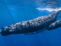 Can Humans Ever Understand What Sperm Whales say? This Research Has Roadmap Towards It