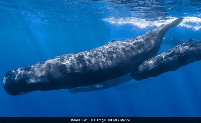 Guess Why These Fishermen Are Celebrating After Finding 80 Kg Of Whale Vomit