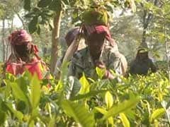 Tea Gardens Face Cash Crunch, Default On Paying Wages