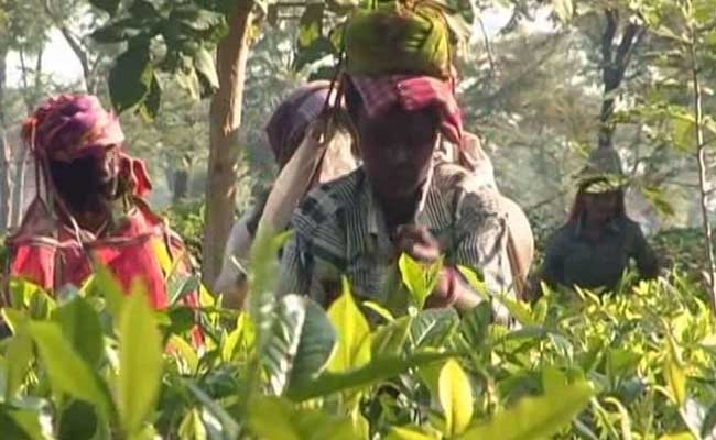 Assam Hikes Daily Wages Of Tea Garden Workers