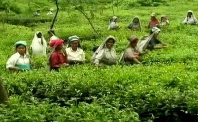 Purple Tea Debuts At Guwahati Tea Auction, Sells For Record Price