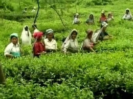 COVID-19 Causes Stir In Global Tea Markets, China, India Hit COVID-19 Causes Stir In Global Tea Markets, China, India Hit